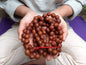 14mm Large Naturally Aged Old Phoenix One Eye Bodhi Seeds Mala,Tibetan Buddhist Monk Bodhi Prayer Rosary,Nepali Bodhi Seeds Japa Mala