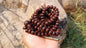 108 Antique Darked Phoenix One Eye Bodhi Seeds Mala,Buddhist beads,Tibetan Bodhi Beads,12mm Antique Prayer Mala,Nepali Bodhi Seed,Japa Mala